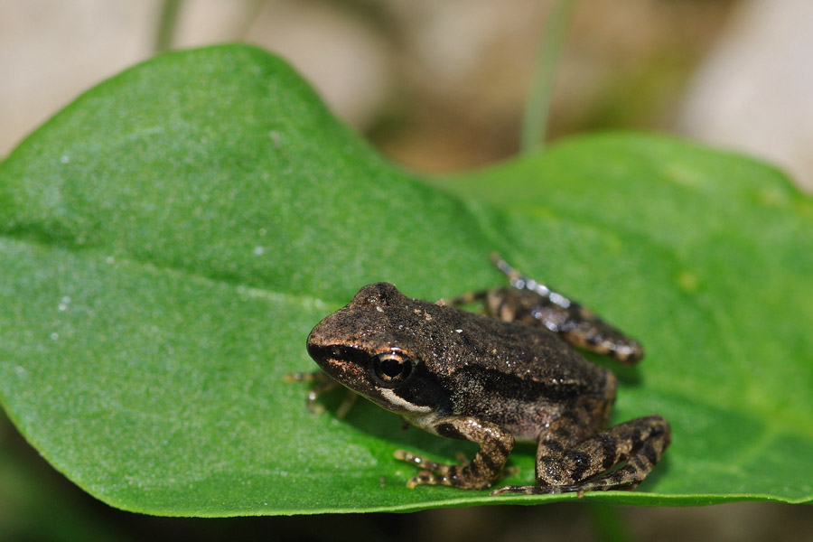 Rana latastei - neometamorfosato