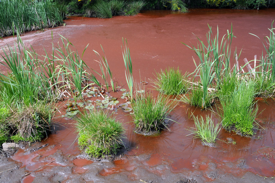 Lo stagno rosso
