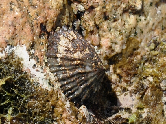 Patella ferruginea