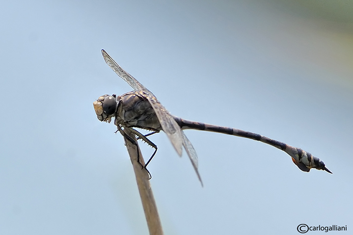 Lindenia tetraphylla