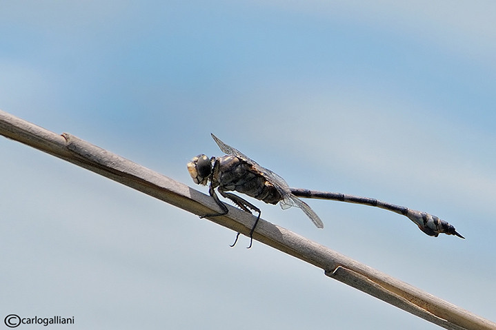 Lindenia tetraphylla