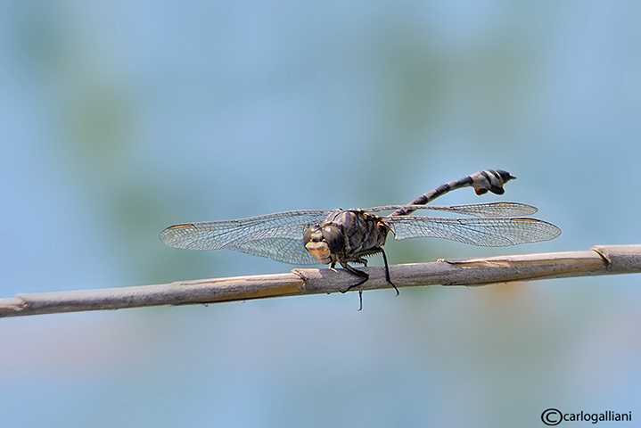 Lindenia tetraphylla