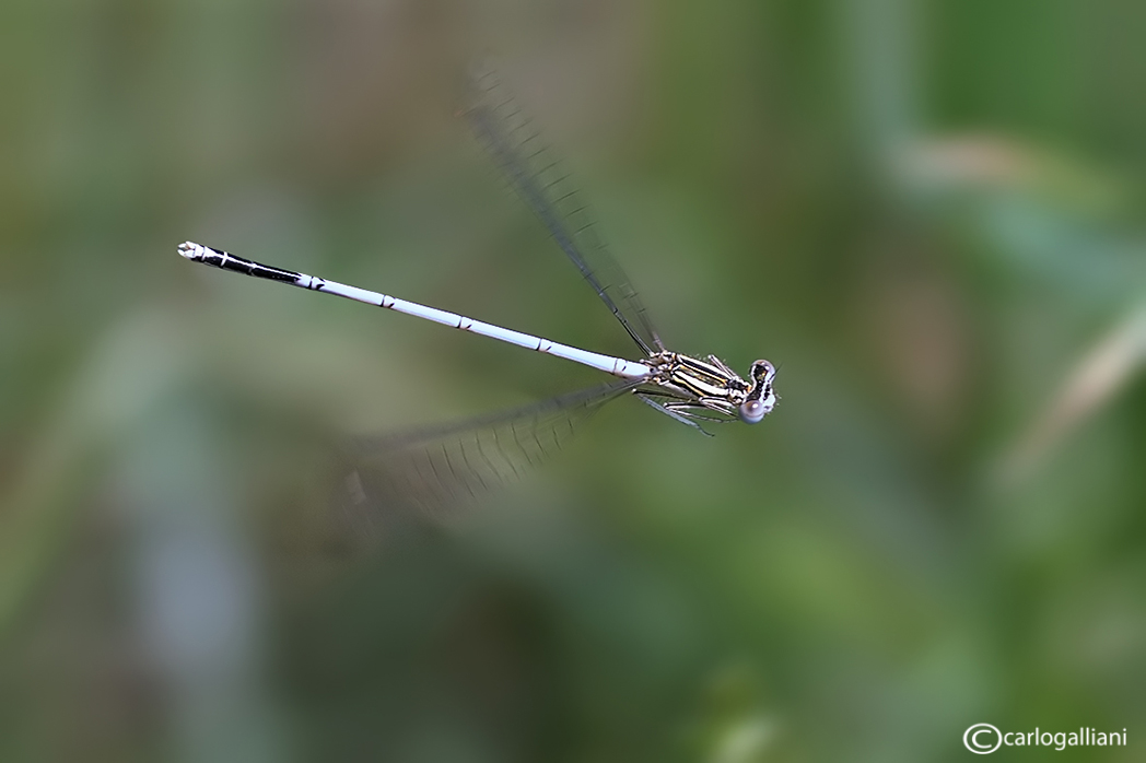 Odonati in volo