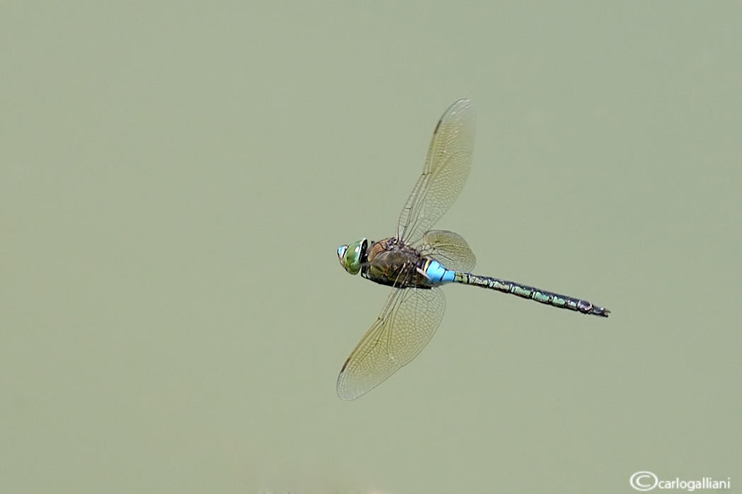 Odonati in volo