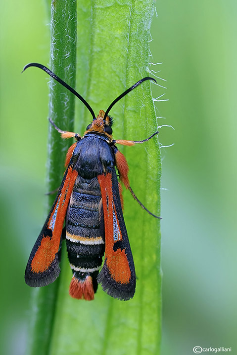 Pyropteron chrysidiforme ? - S