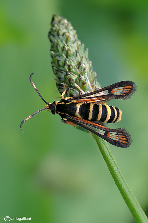 Bembecia ichneumoniformis ?