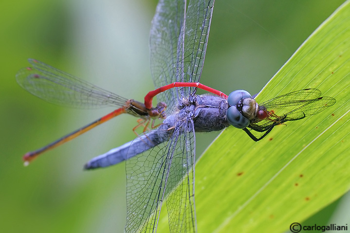 Predazione di Orthetrum su coppia di ceriagrion