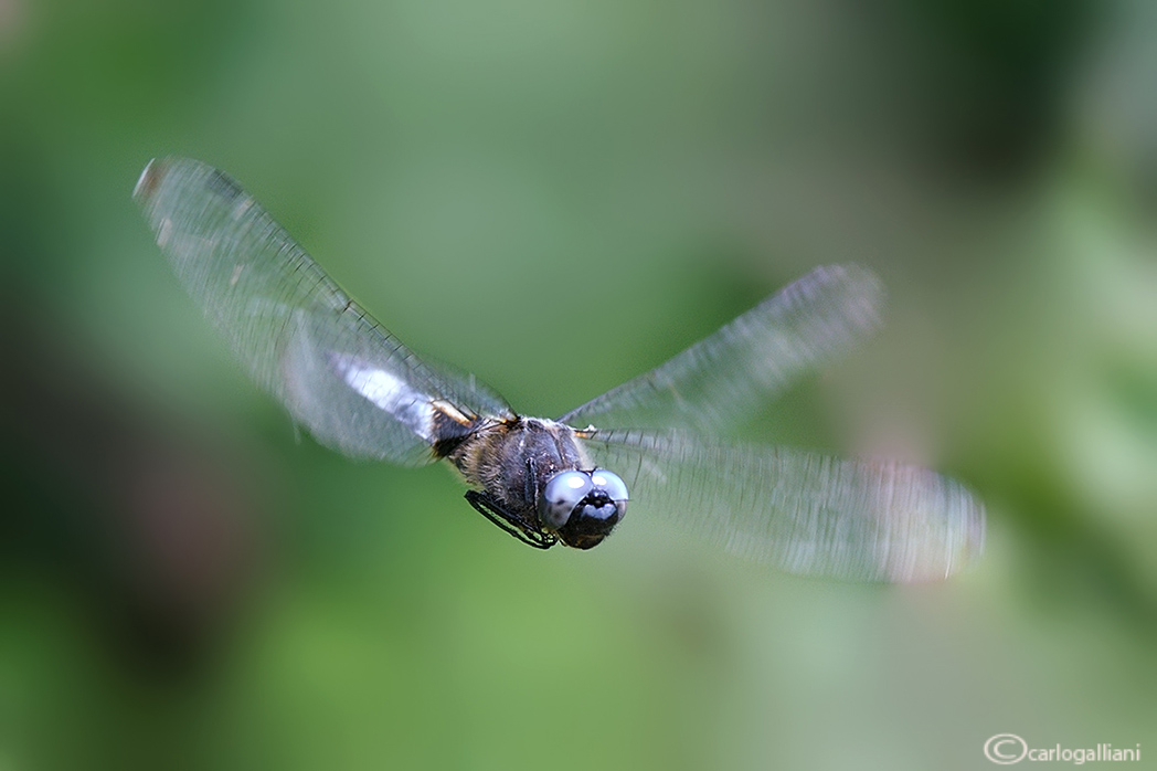 Odonati in volo