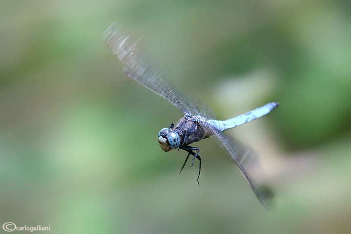 Odonati in volo