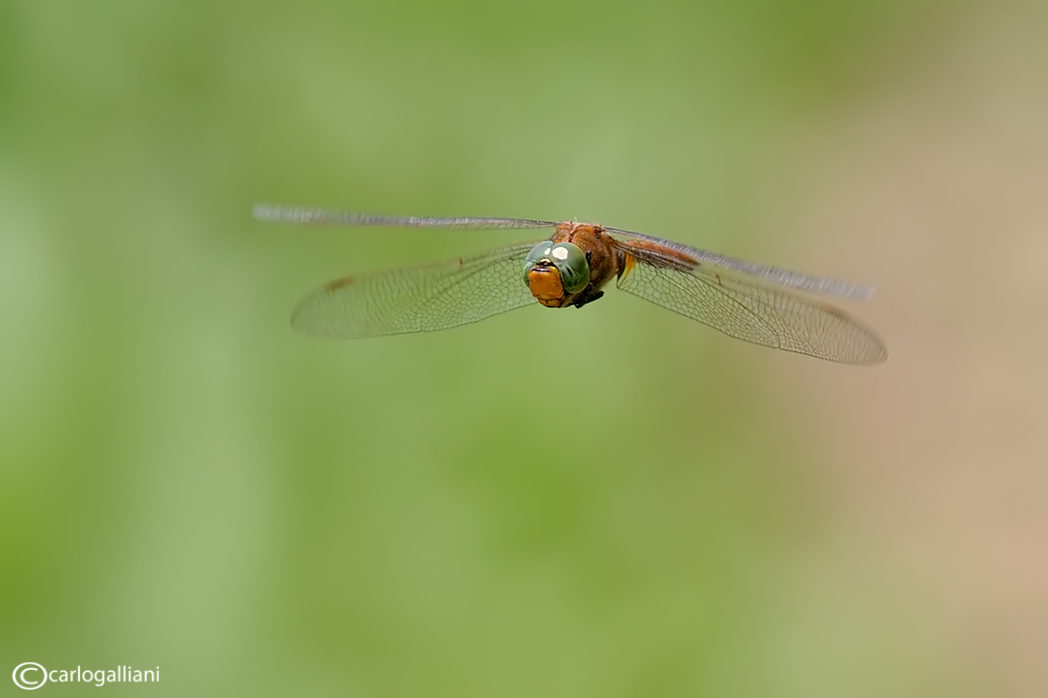 Odonati in volo