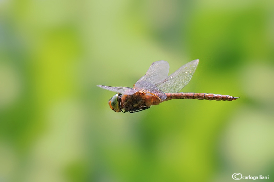 Odonati in volo