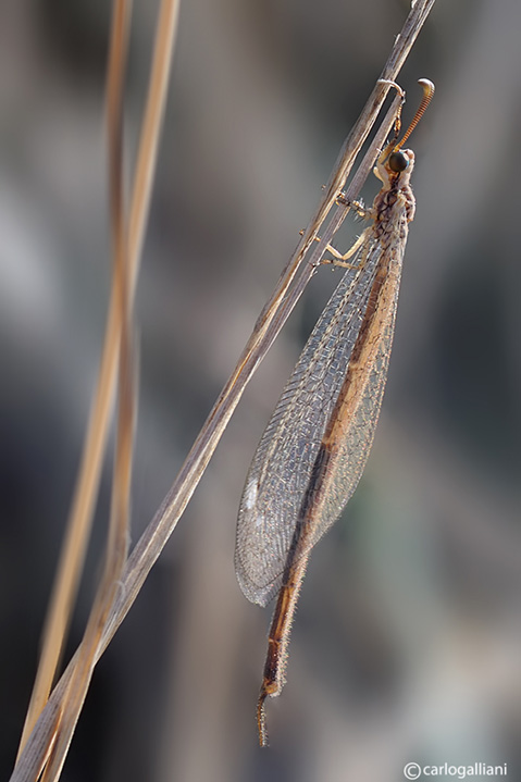 Macronemurus appendiculatus