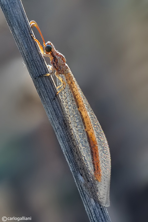 Macronemurus appendiculatus