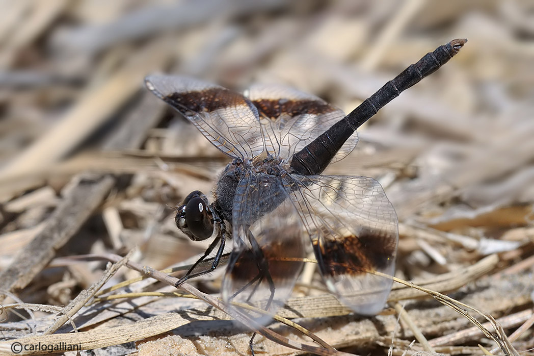 Brachithemys impartita