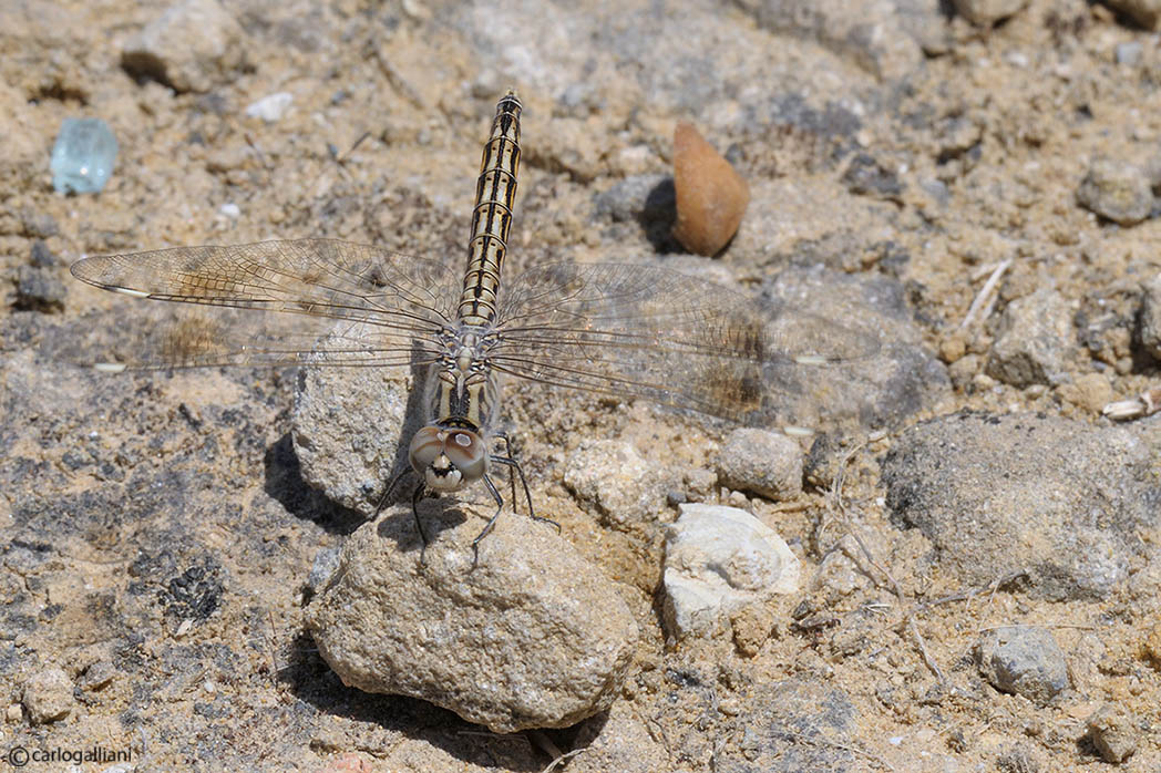 Brachithemys impartita