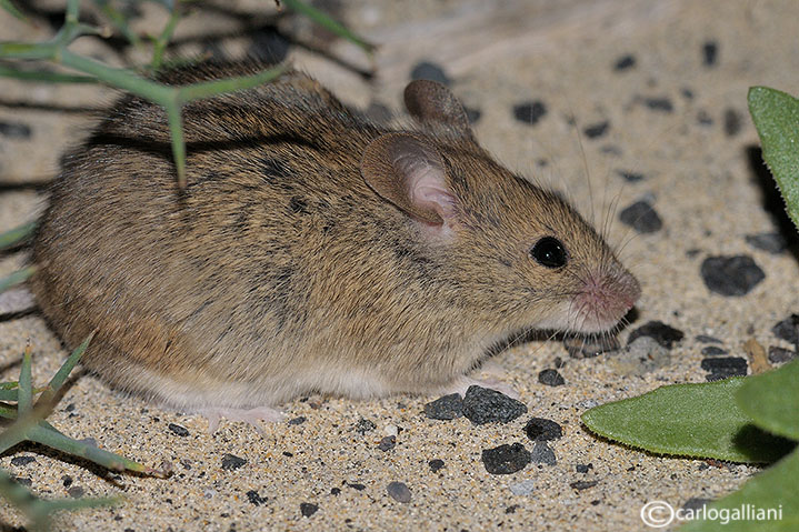 Mus musculus????? S!