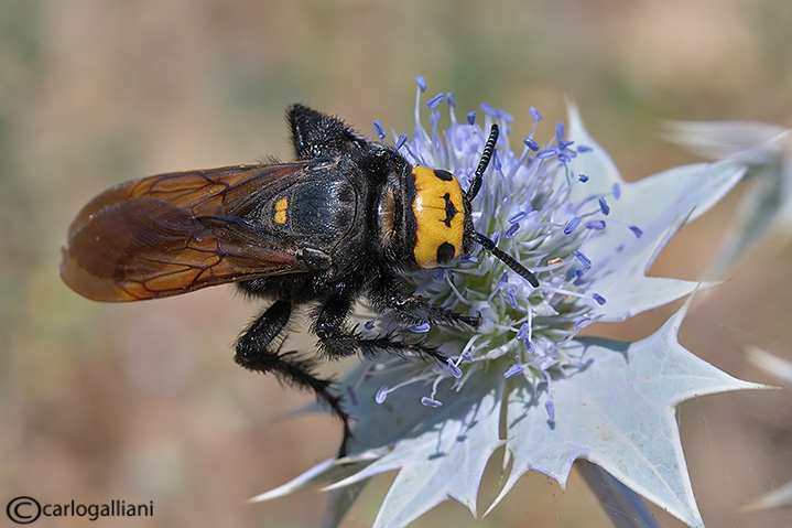 Magascolia maculata