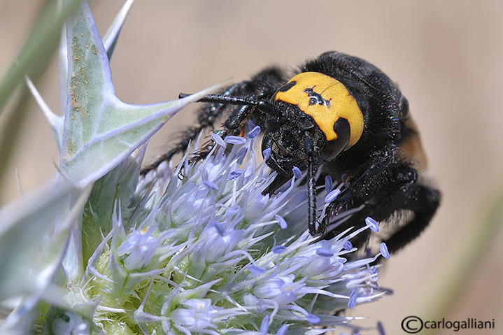 Magascolia maculata