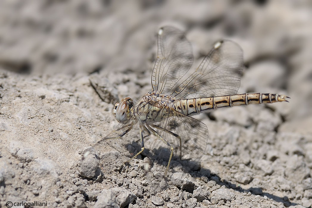 Brachithemys impartita