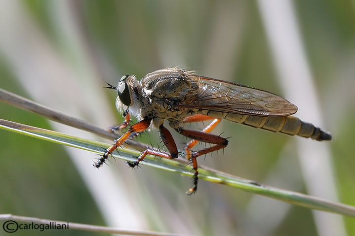 Asilidae #2