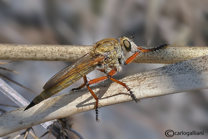 Asilidae #2