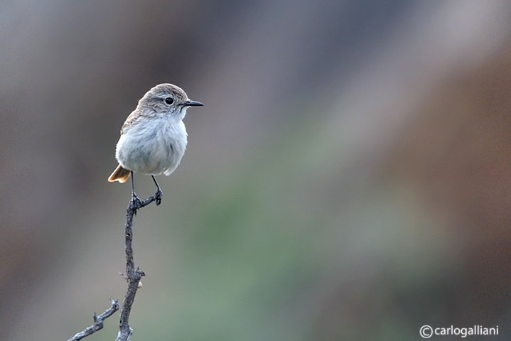 Da Fuerteventura : Saltimpalo delle canarie
