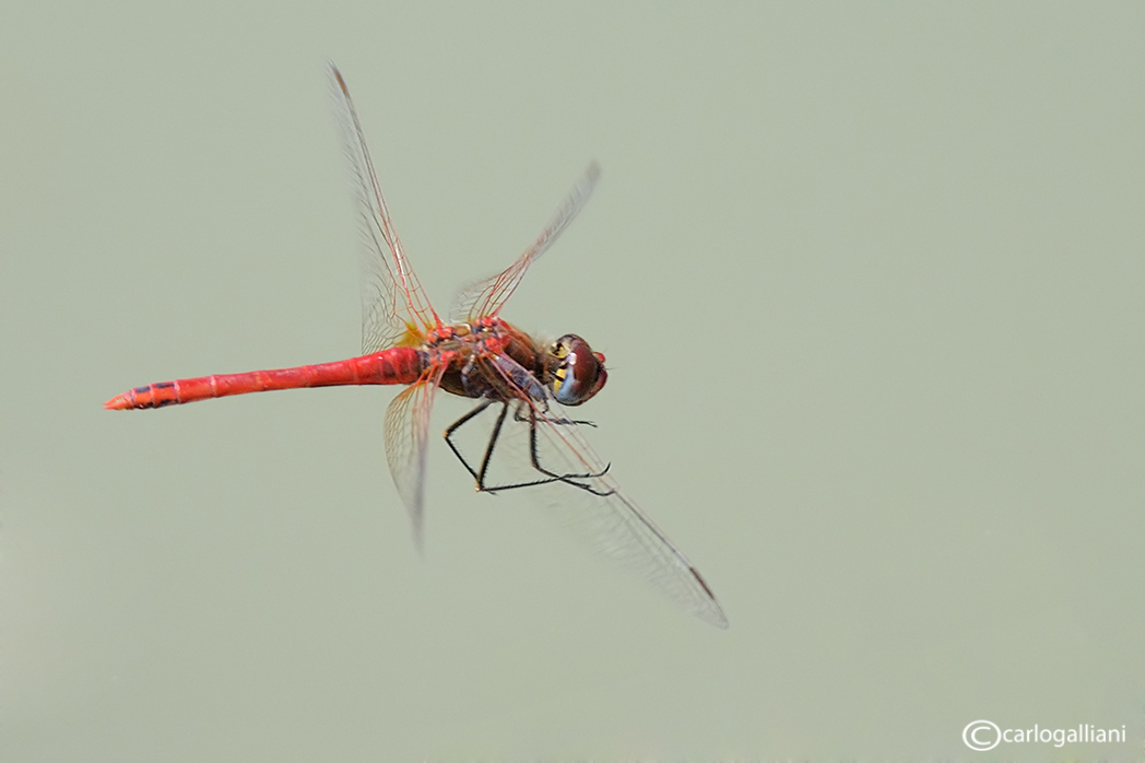 Odonati in volo