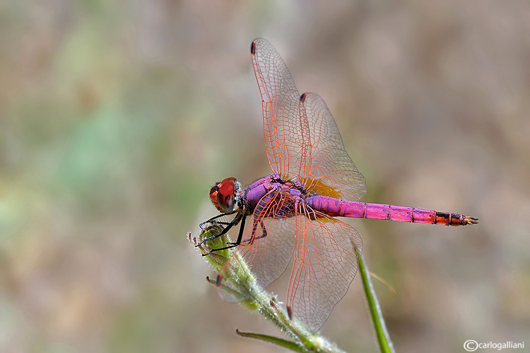 Trithemis annulata