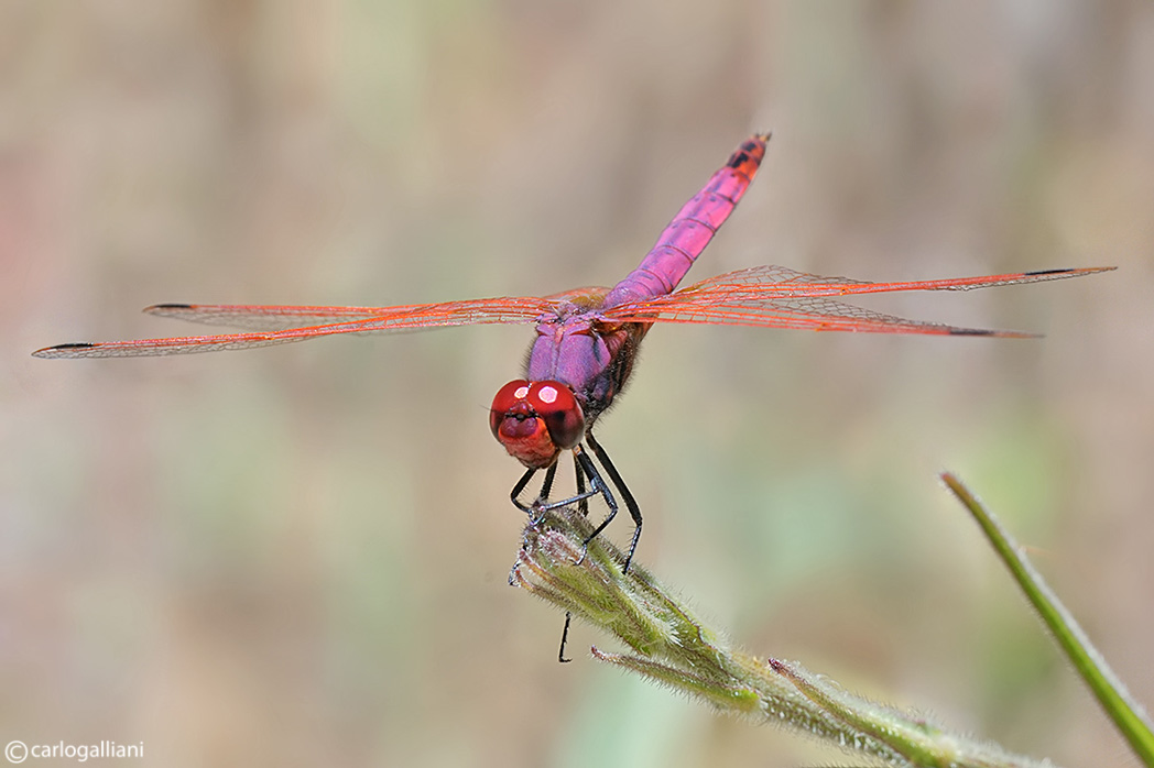 Trithemis annulata