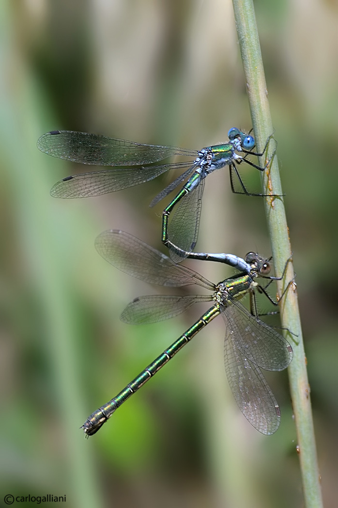 Lestes dryas con dubbio