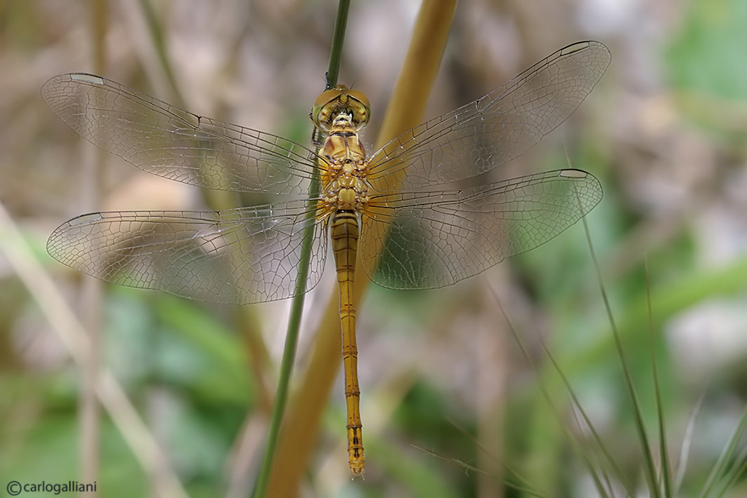 Sympetrum meridionale ??