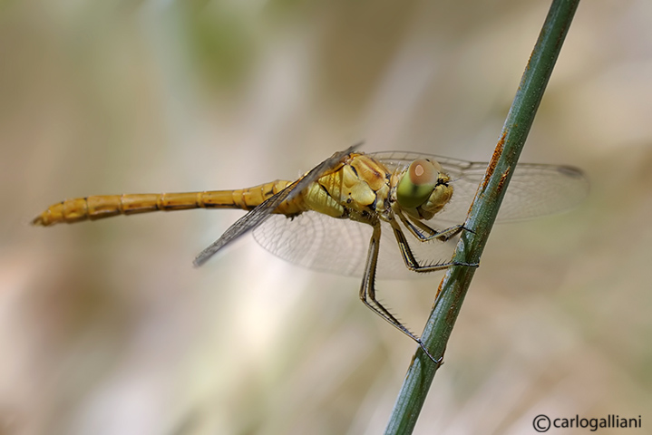 Sympetrum meridionale ??