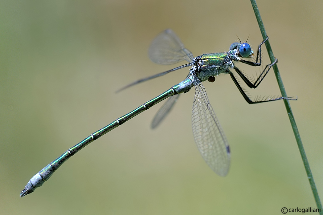 Lestes dryas con dubbio