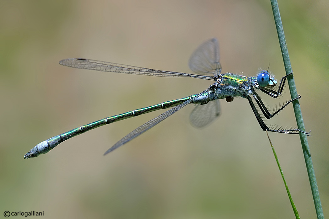 Lestes dryas con dubbio