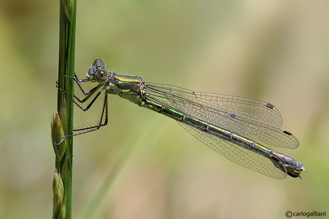 Lestes dryas con dubbio