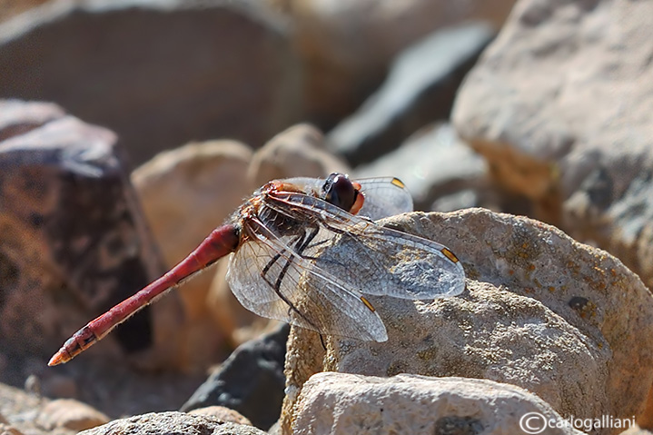 Sympetrum nigriferum ?? - Sympetrum fonscolombei