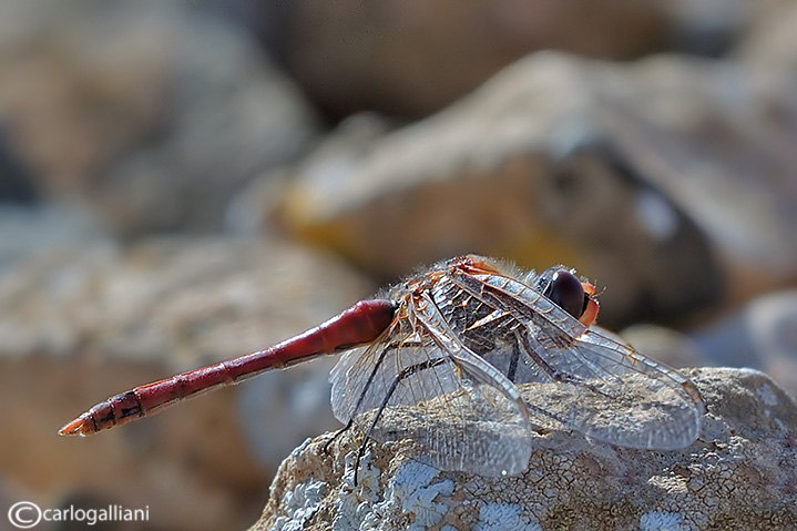 Sympetrum nigriferum ?? - Sympetrum fonscolombei