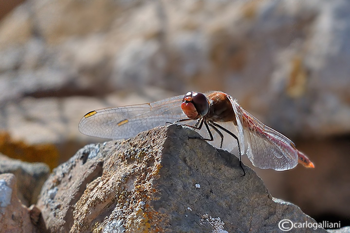 Sympetrum nigriferum ?? - Sympetrum fonscolombei