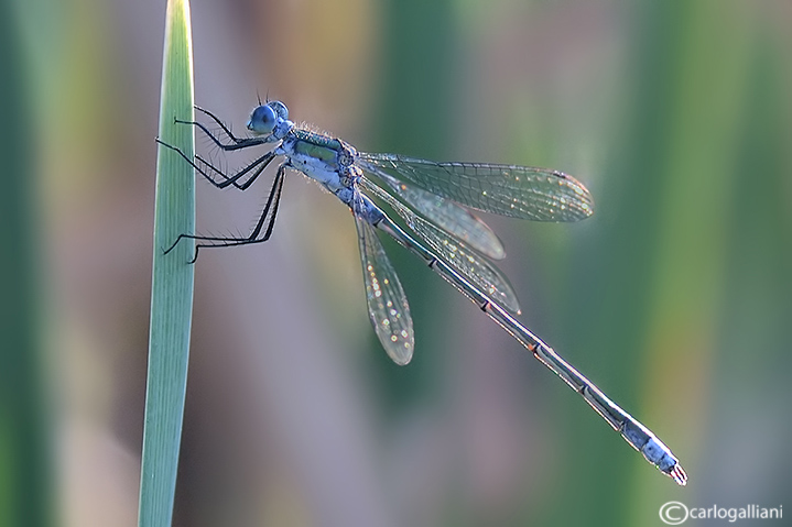 Lestes sponsa o dryas ?? - Lestes sponsa