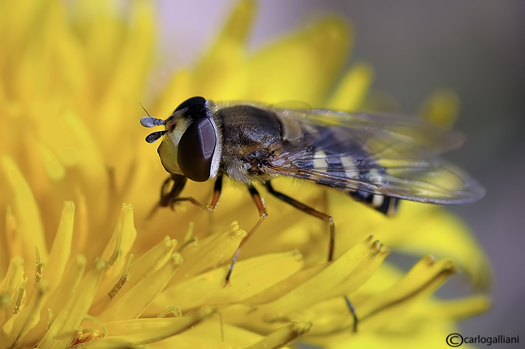 Syrphidae: Eupeodes sp.
