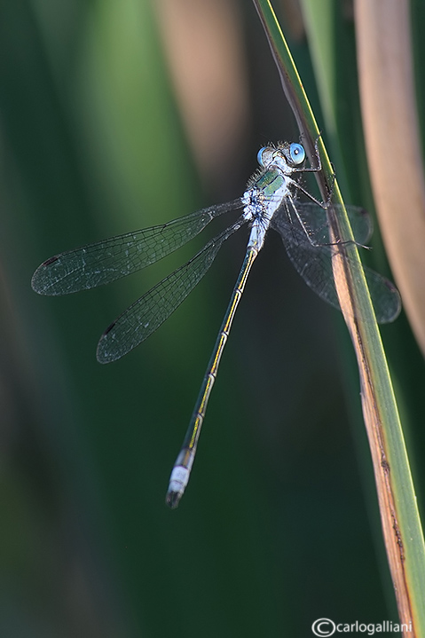 Lestes sponsa o dryas ?? - Lestes sponsa