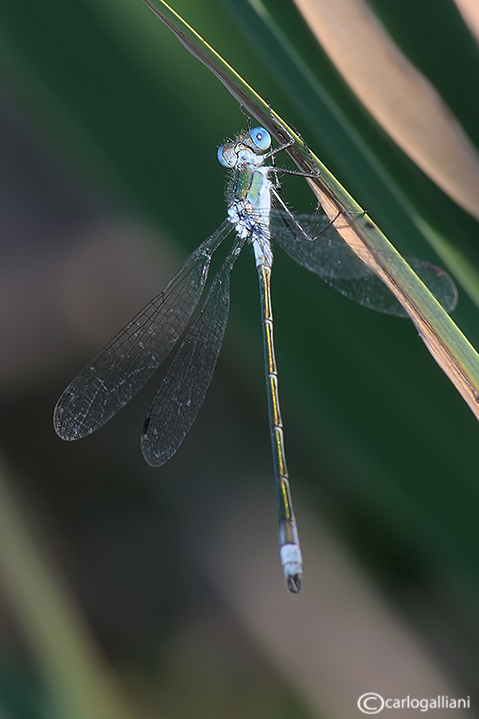 Lestes sponsa o dryas ?? - Lestes sponsa