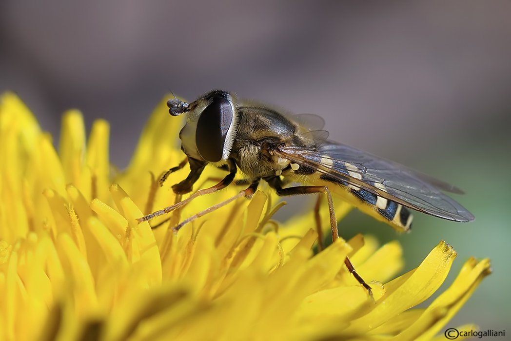Syrphidae: Eupeodes sp.