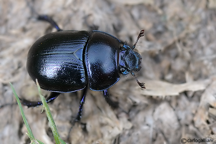 Anoplotrupes stercorosus