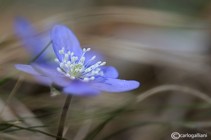 Qualche fiore