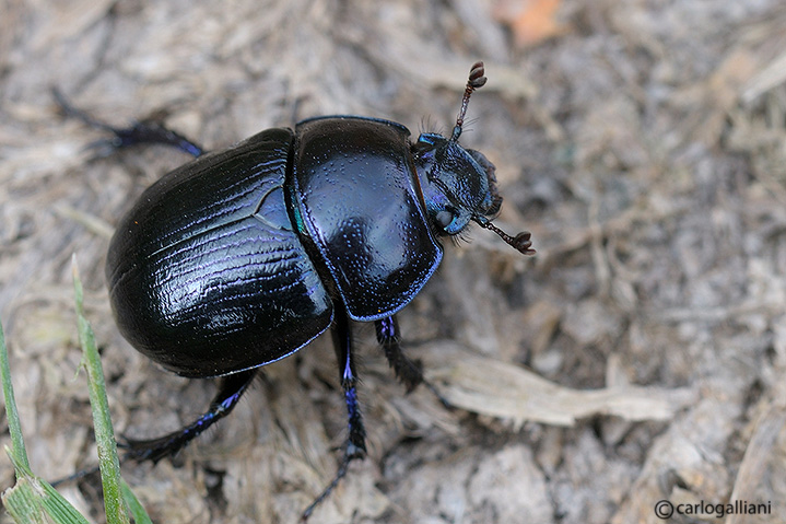 Anoplotrupes stercorosus