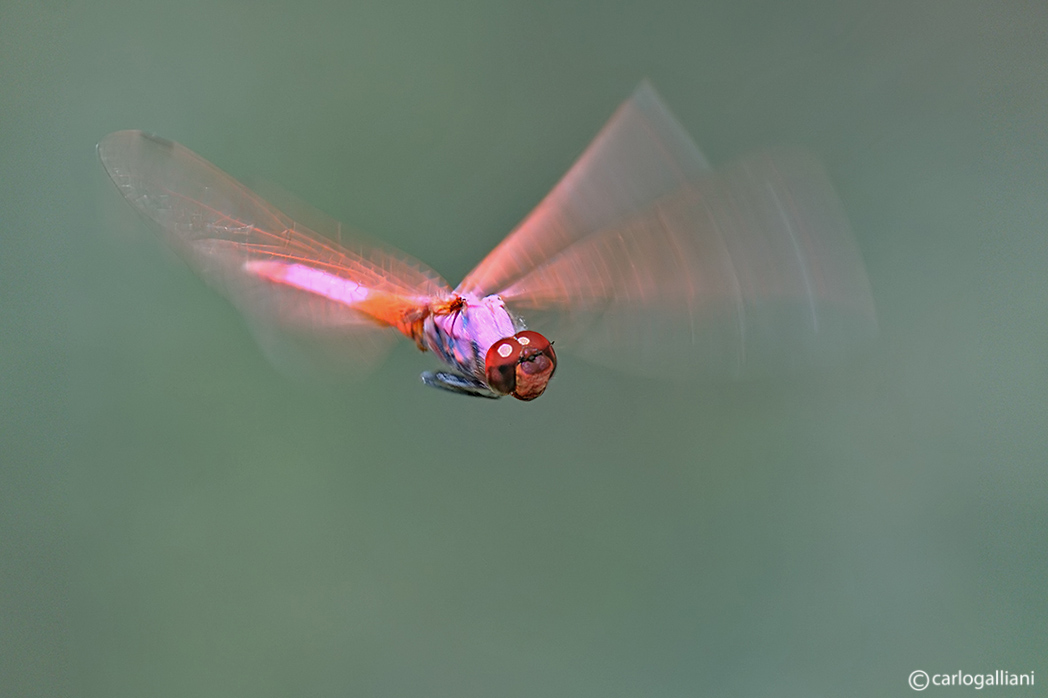 Trithemis annulata