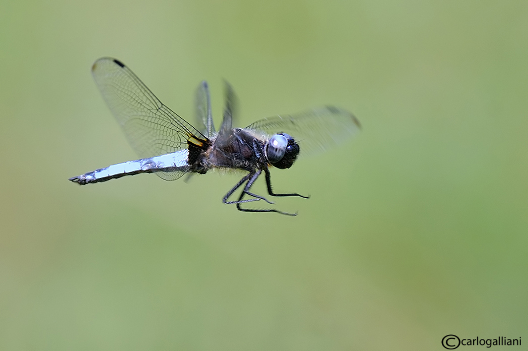 Odonati in volo