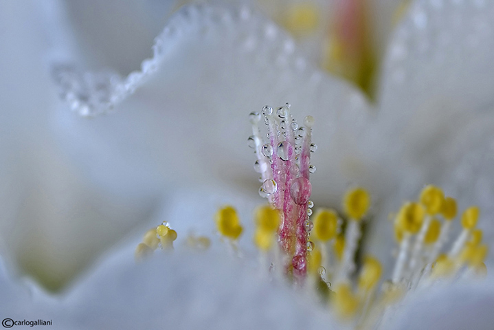 Qualche fiore