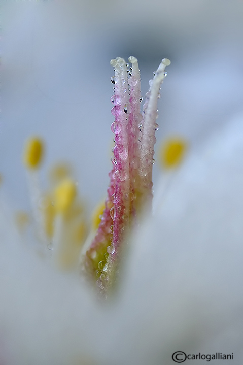 Qualche fiore